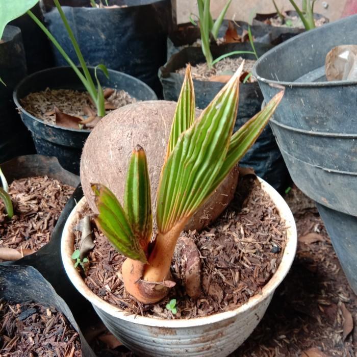 bibit pohon bonsai kelapa gading / bahan bonsai kelapa kuning