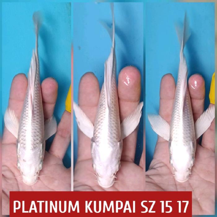 ikan koi blitar platinum kumpai slayer ready showa kohaku sanke cagoi dll
