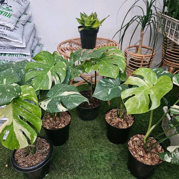 Monstera Thai Constellation / Monthai / Monstera