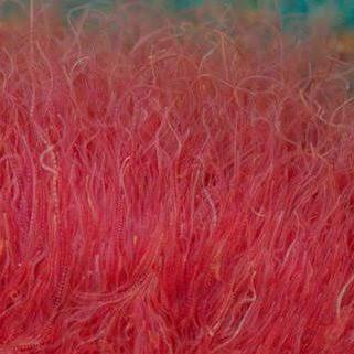 cacing sutra hidup pakan ikan cupang fresh berkualitas