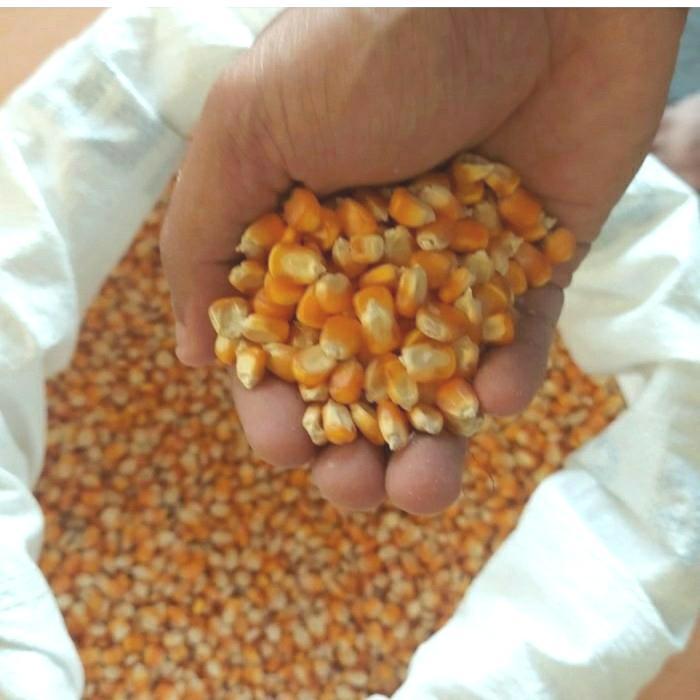 Jagung hibrida pakan ternak,jagung pipil kering besar perkilogram