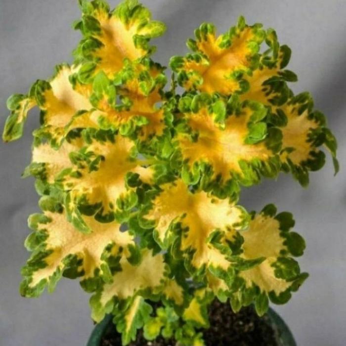 TERMURAH Tanaman Hias Miana Ekor Naga / Bunga Hias Miana Ekor Naga / Tanaman Hidup Miana Ekor Naga