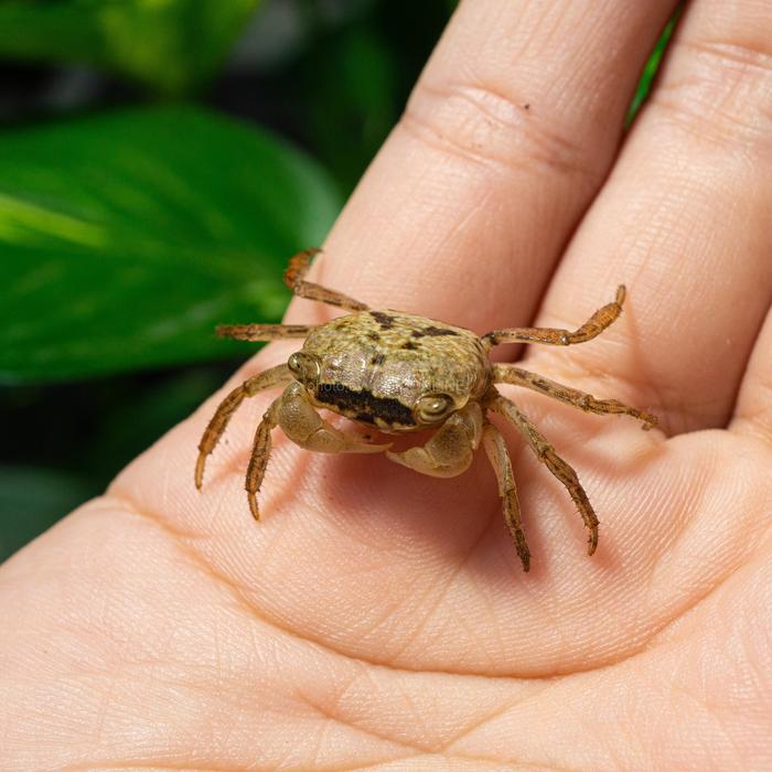 Kepiting Brown Batik Vampire Crab Geosesarma / Kepiting Mini / Vampire Crab / Kepiting Hias Air