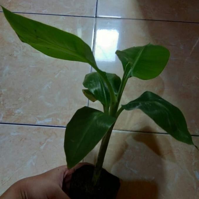 Biji Beniih Bibit Pohon Pisang Bonsai Mini Avv termurah