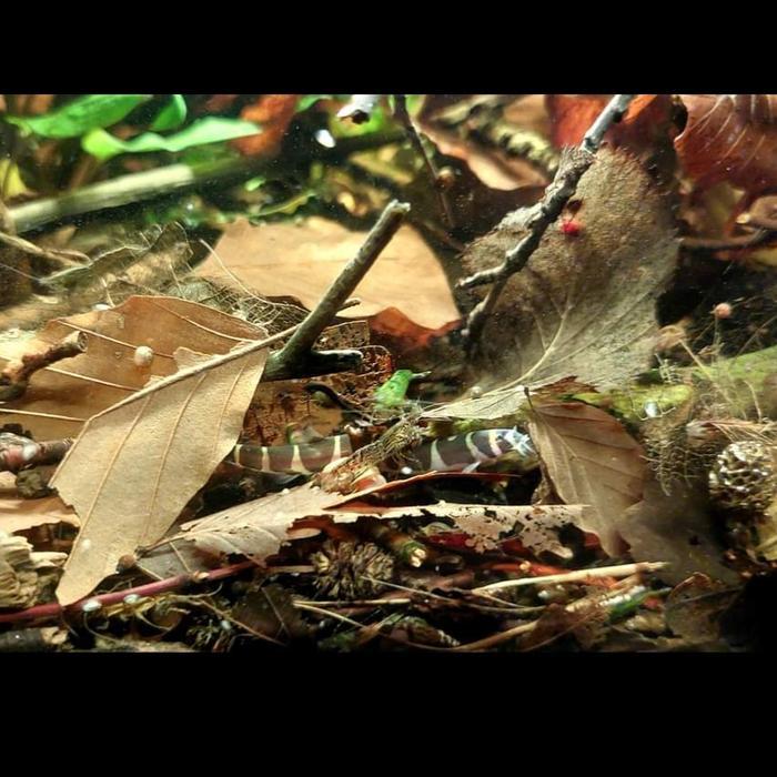 ikan hias aquascape Kuhli Loach (pembersih sisa sisa pakan)