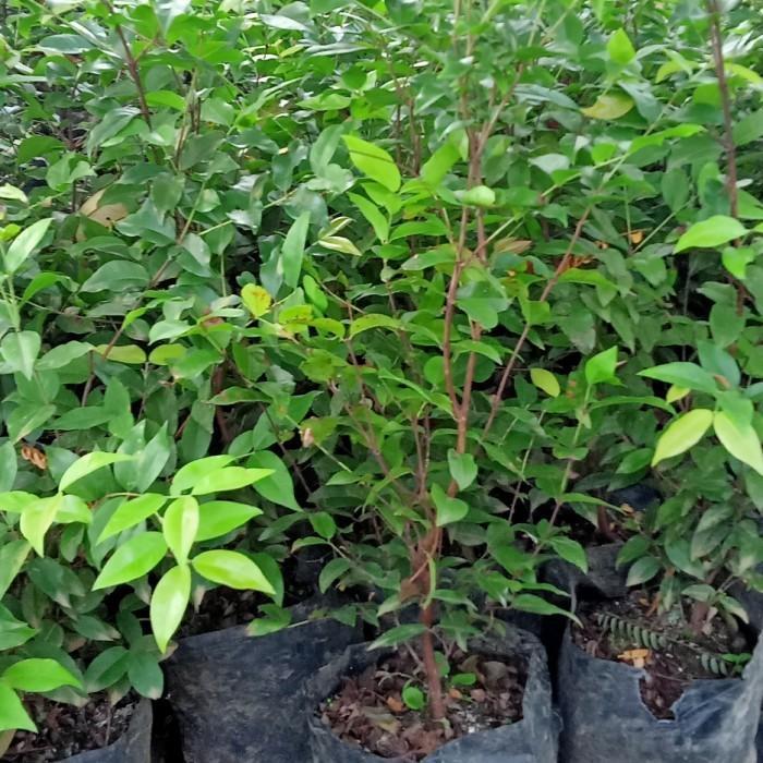 Bibit tanaman buah Dewandaru bahan bonsai benih pohon di dalam pot TANBULAPOT