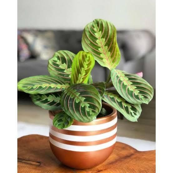 tanaman hias calathea kepiting