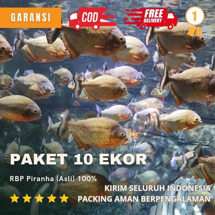 DISKON RBP PIRANHA PAKET 65RB 10E