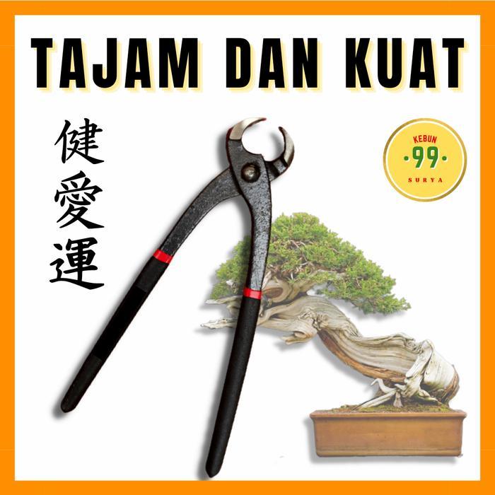 catok bonsai cembung