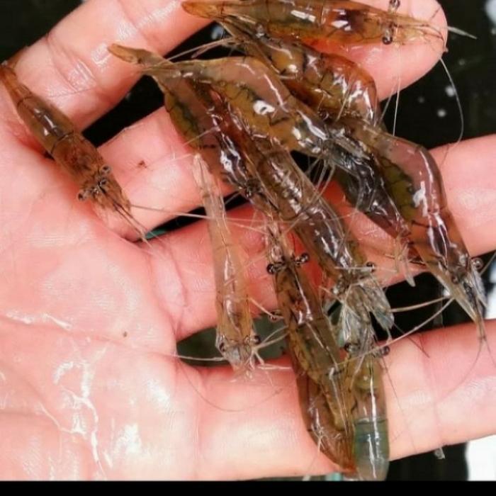Udang Hidup Pakan Ikan Predator, Umpan Pancing Dll