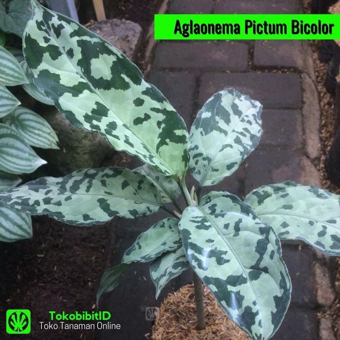 Tanaman Hias Aglaonema Pictum Bicolor