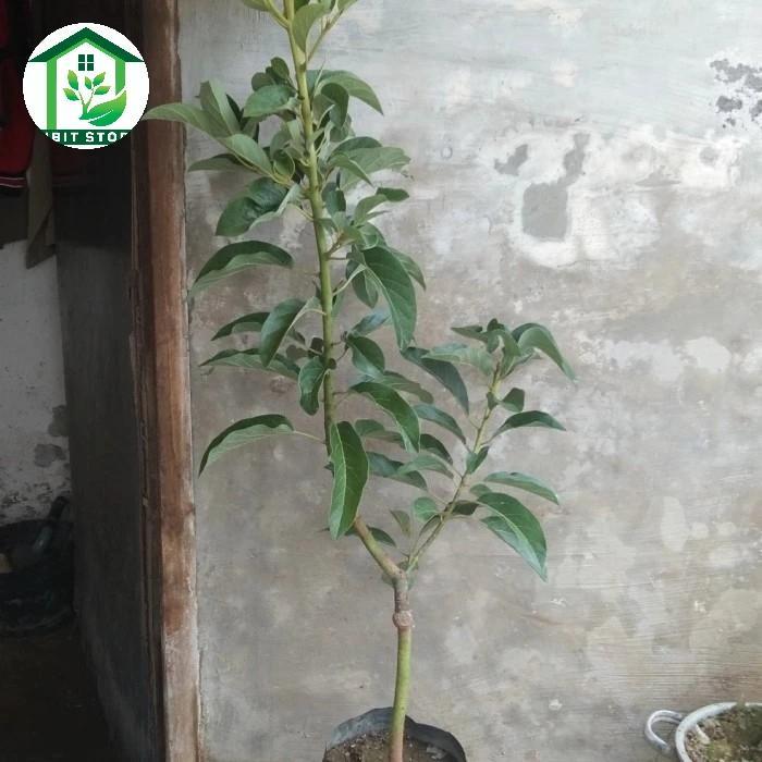 bibit alpukat miki 1 meter up Pohon