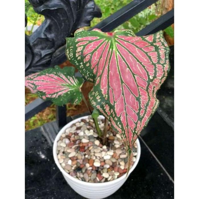 ( BISA COD ) Tanaman Hias Jenis Keladi - Caladium / Bunga Hias Keladi Tanaman Indoor Kelady /