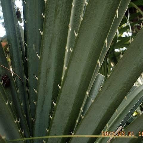 [] Daun pandan duri/pandan tikar.