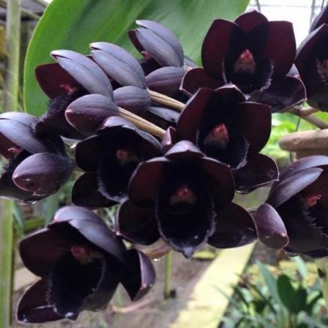 [ DEWASA ] FREDCLARKEARA ( FDK ) AFTER DARK BLACK PEARL ANGGREK HITAM DENGAN KEANGGUNAN MAKSIMAL