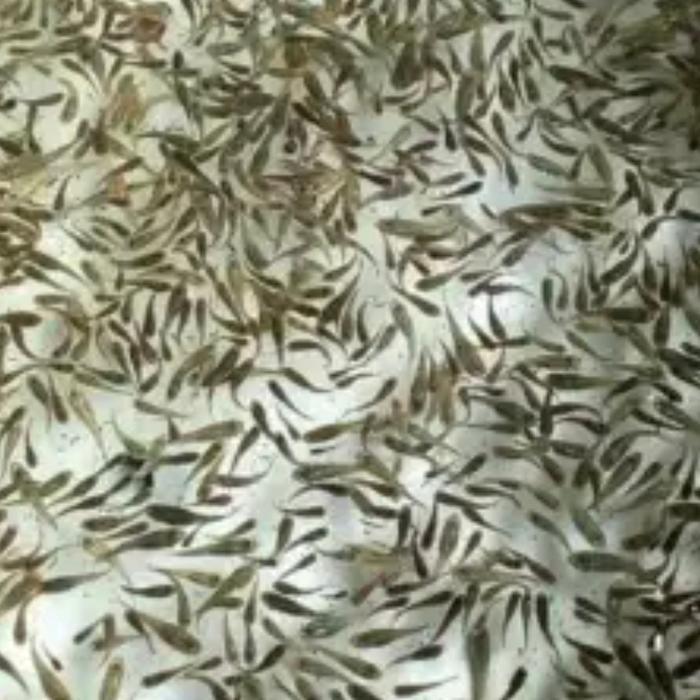 ikan cere hidup pakan predator