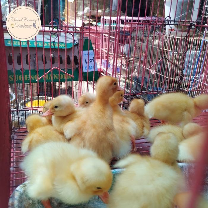 PROMO MURAH Anak bebek peking super umur 1minggu GOSEND (BANDUNG & KAB SEKITAR)