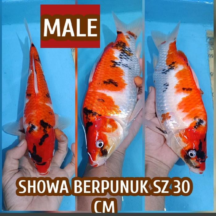 TEREMURAHTERLARIS READY SILAHKAN DIORDER KOI BLITAR SHOWA READY KOHAKU CHAGOI SANKE SHUSUI DLL