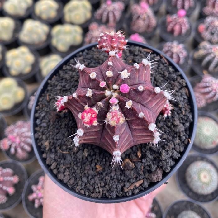 Koralineshop Kaktus Mini Dan Sukulen Sekulen Gymno Grafting Gratis Pot Hitam Dekorasi Interior