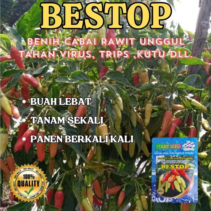 Little_Little_ Benih Cabai Rawit Gerombol Bestop 10Gram