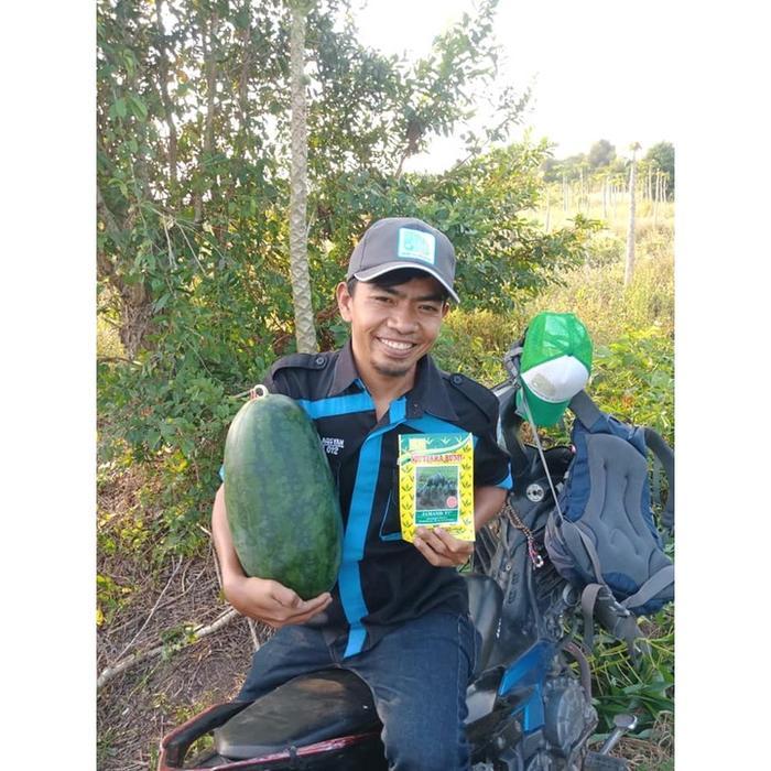 JAMANIS F1 - Benih Semangka Inul Lonjong Daging Merah Kulit Hitam -