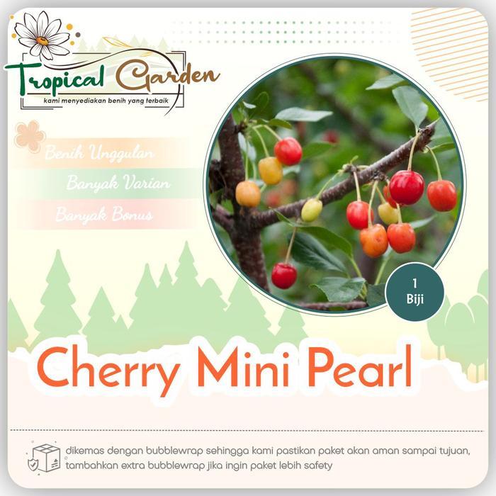 Biji Benih Bonsai Cherry Benih Import Benih Cherry Biji Bonsai
