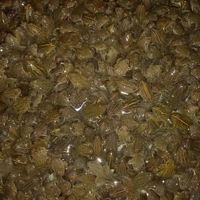 Kodok Air Hidup Pakan Ikan Arwana Predator Size 2 - 4cm Kodok Katak Air Hidup Seger Isi 100 Ekor