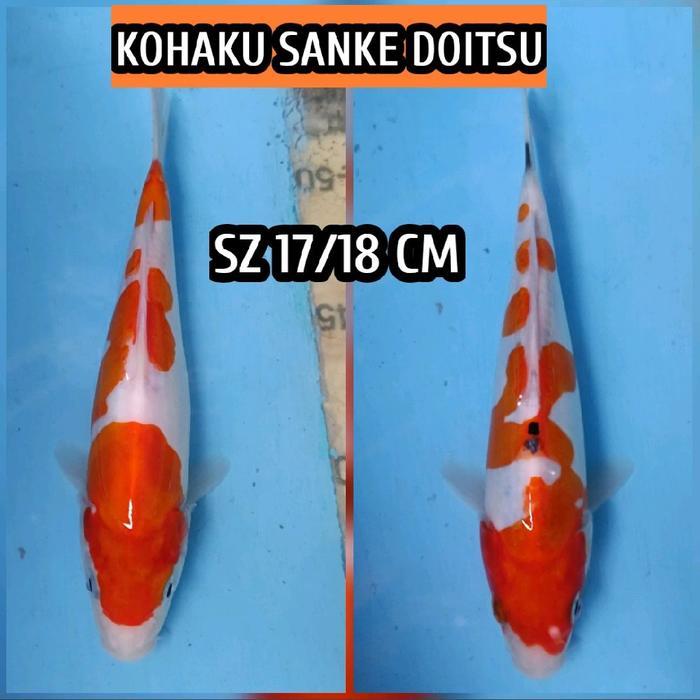 TEREMURAHTERLARIS READY SILAHKAN DIORDER IKAN KOI BLITAR KOHAKU SANKE DOITSU READY SHOWA KARASU