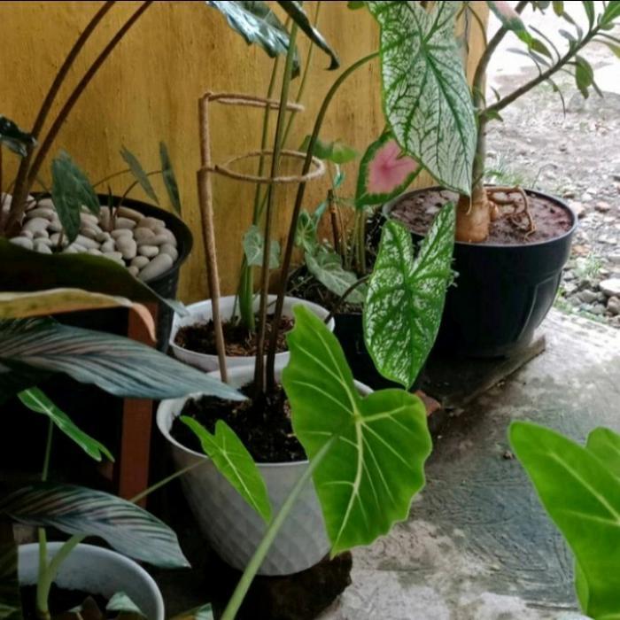"New" Turus Keladi penyangga Tanaman