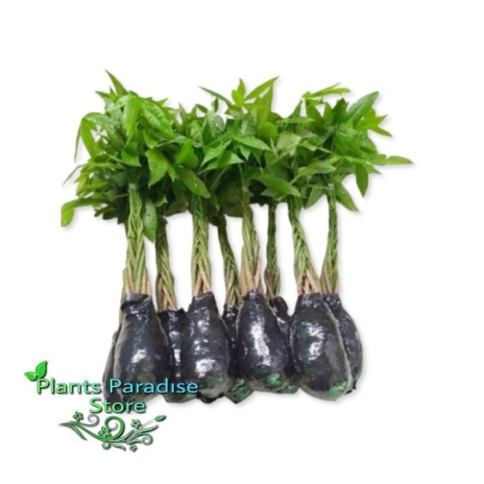 Tanaman Hias Pachira Kepang 9 - Pachira Money Tree - Hiasan Meja Ruangan Pachira Aquatic Money Tree