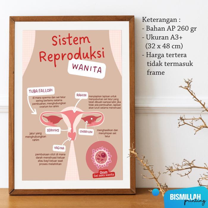 Poster Sistem Reproduksi Wanita