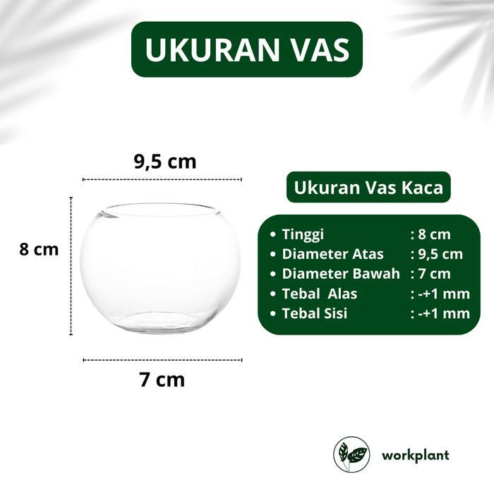 Vas Kaca Round - Vas Bunga Aesthetic Pot Bunga Tanaman Hias Hidroponik