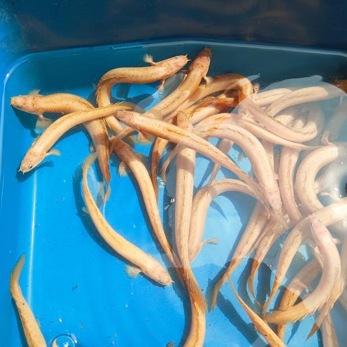 BIGSALE AKSESORIS PERLENGKAPAN AQUARIUM PALMAS SENEGALUS GOLDEN