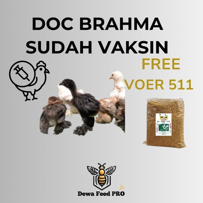 Bibit Ayam brahma Jantan dan Betina readyyy