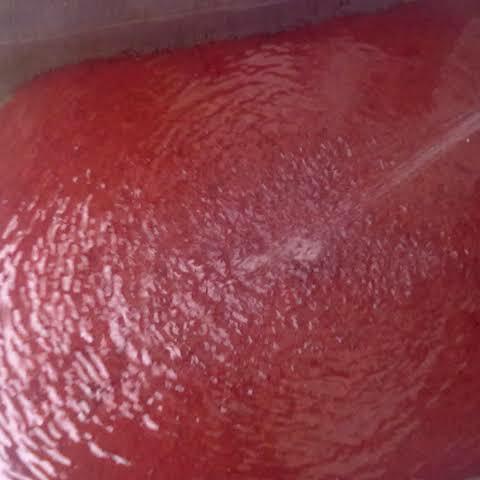 cacing sutra hidup - casut pakan ikan cupang - ikan hias makanan ikan