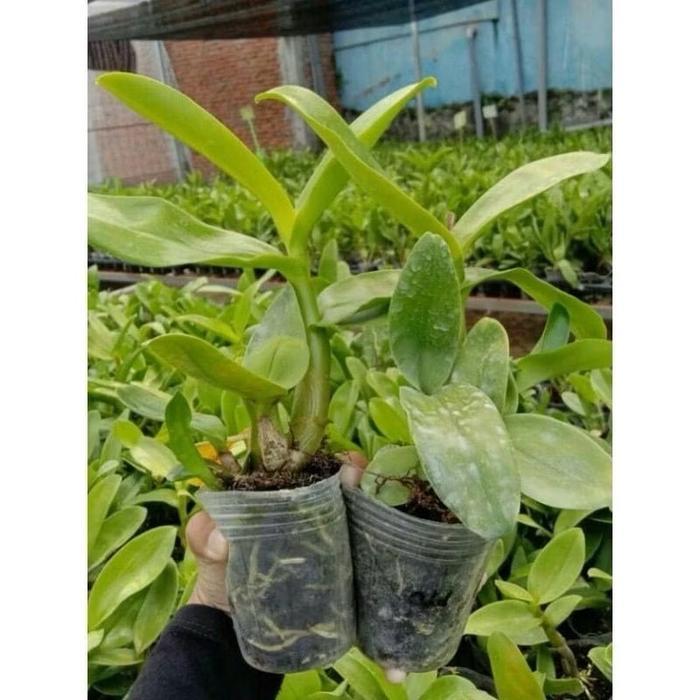 PROMO Anggrek Dendrobium / Tanaman hidup Anggrek dendrobium Bunga Hidup Anggrek dendrobium / Anggrek