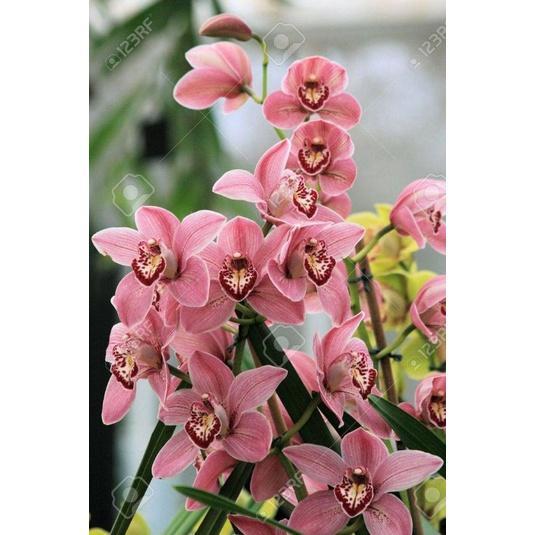 Anggrek cymbidium floss pink/anggrek cymbidium hidup/kembang/perlengkapan