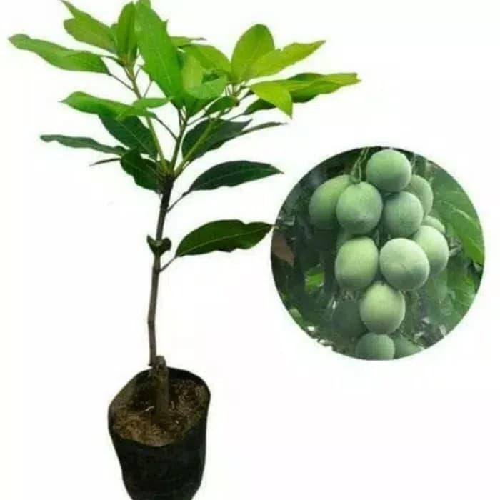 "New" Bibit Mangga Harum Manis Pohon Mangga Bibit Buah Mangga Harum Manis