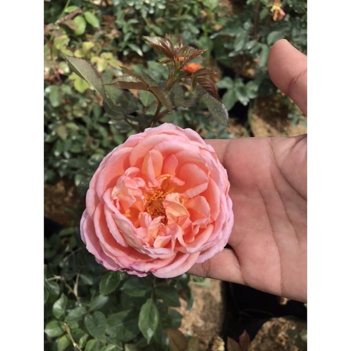 Mawar Abraham Darby
