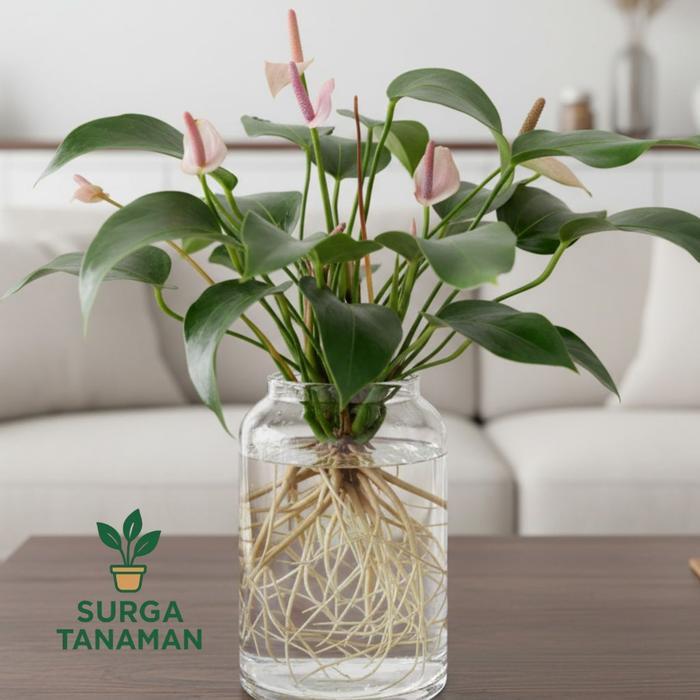 Koralineshop Tanaman Media Air Anthurium Bunga Mickey Mouse Mini - Anthurium Bunga Mini - Anthurium