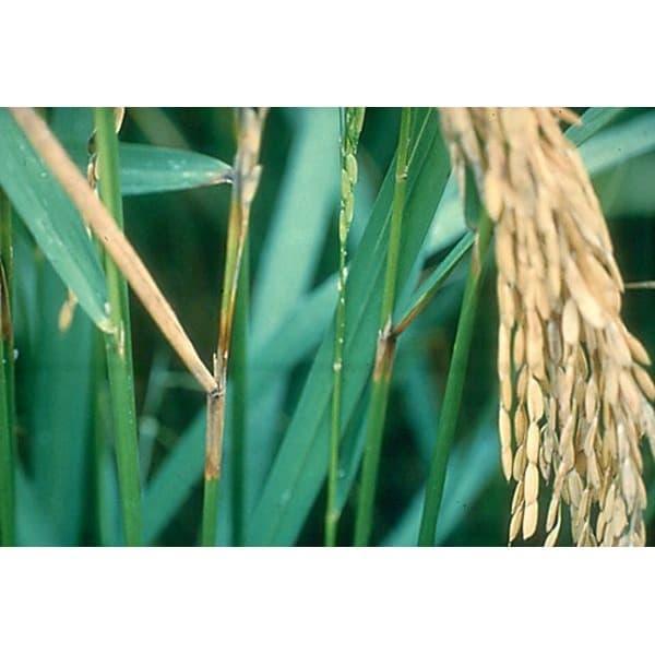 Pesona_Mimin Zole 250Ec 100Ml