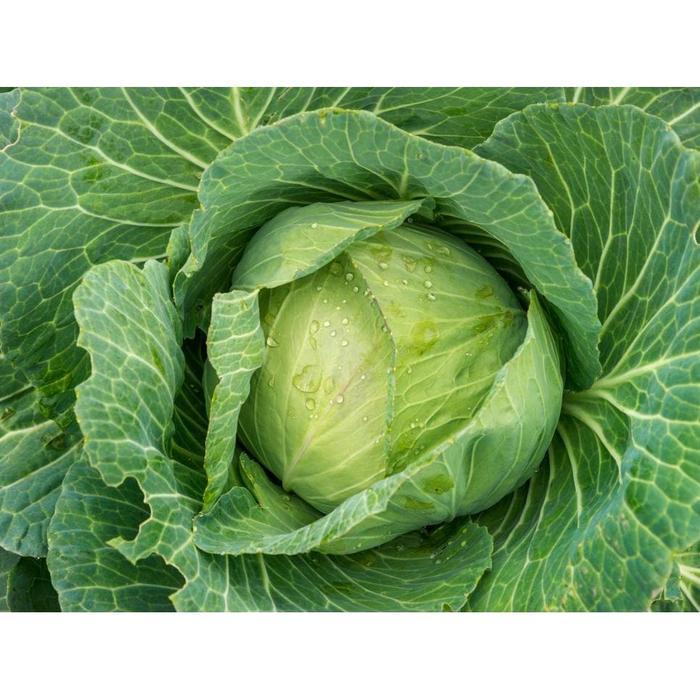 Pesona_Mimin Benih Kubis Hibrida Kk Cross 20 Ml Takii Seed Bibit Unggul Tahan Penyakit Hidroponik