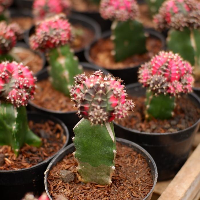 Argotech_ Kaktus Gymno Blackpink Grafting