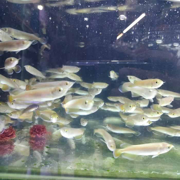 BEST SELLER IKAN ARWANA JARDINI IRIAN PAPUA