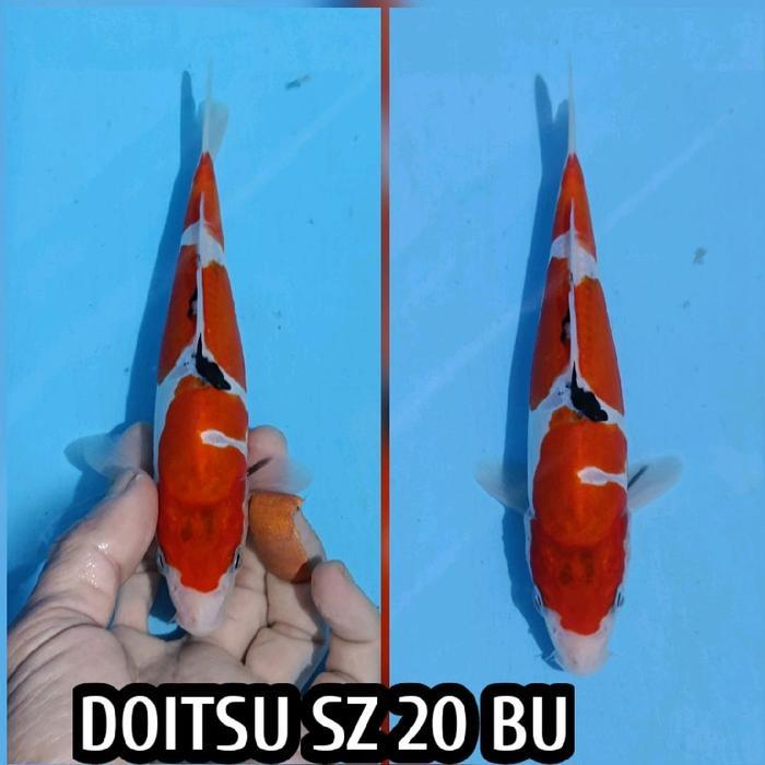 TEREMURAHTERLARIS READY SILAHKAN DIORDER IKAN KOI BLITAR SANKE DOITSU HQ READY SHOWA KOHAKU TANCHO