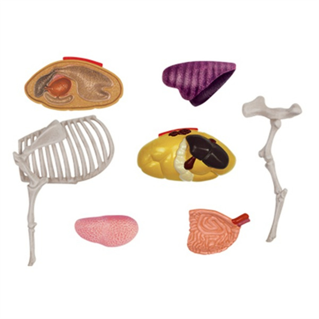 Animal Organ Anatomy Model 4D Cow Intelligence Assembling Toy Teaching Anatomy Model Cow Assembled