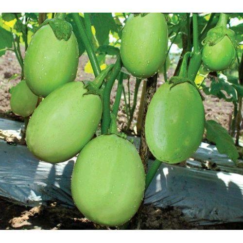 Swaylineshop 2 Gram Benih Terong Pondoh Hijau Besar Import