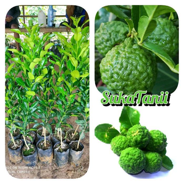 Swaylineshop Bibit Jeruk Purut Okulasi Bibit Daun Jeruk Bibit Daun Jeruk Bumbu Masak Unggulan