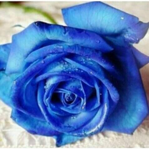 Benih Bibit Biji Bunga Mawar Biru Tua Import