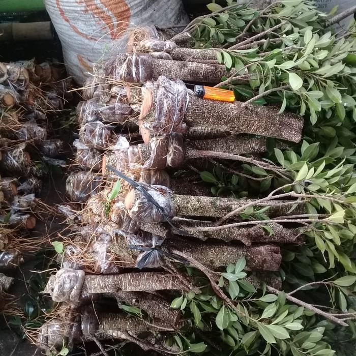 bibit bonsai kimeng batang besar